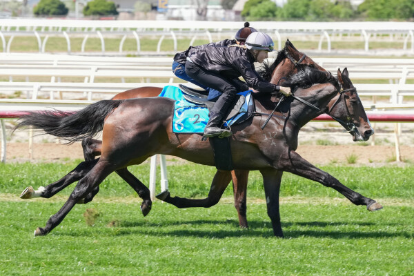 Lot 266: Justify (USA) / Elate (NZ)