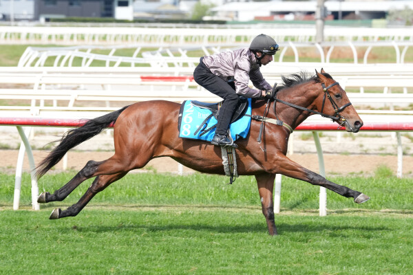 Lot 268: Wild Ruler / Emma Jane