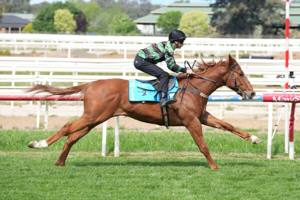 Lot 271: Home Affairs / Entrapped