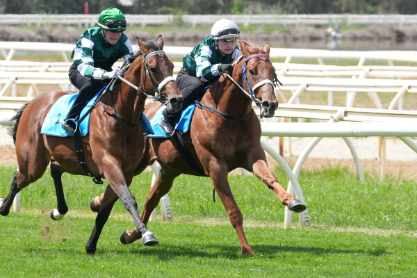 Lot 273: Tagaloa / Excellent Sunset (IRE)