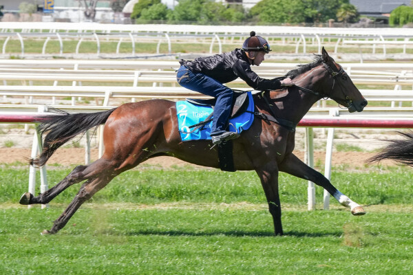 Lot 279: All Too Hard / Fore