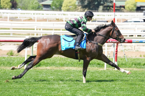 Lot 285: Toronado (IRE) / Gee Gee Double Dee