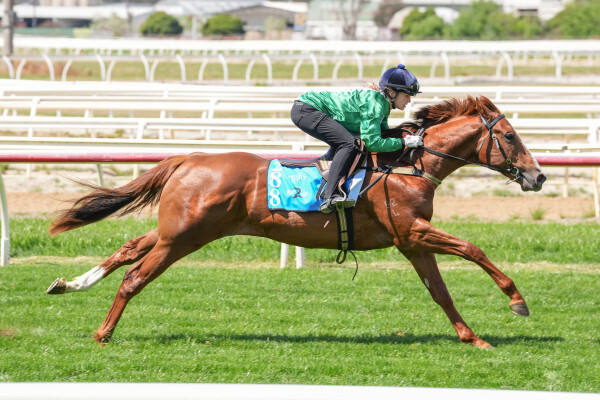 Lot 288: Harry Angel (IRE) / Gheedaa