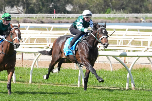 Lot 290: Grunt (NZ) / Gibraltar Girl