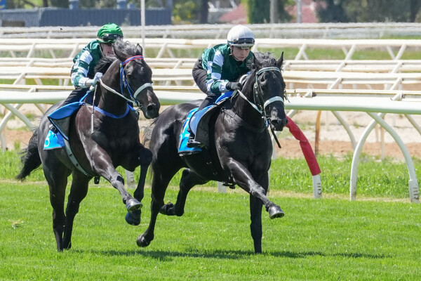 Lot 319: Savabeel / Infitaah (NZ)