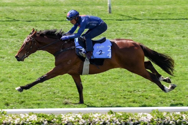 Lot 24: Zousain / Laughen Hard