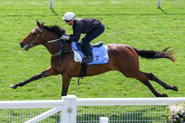 Lot 27: Shamus Award / Light Shows