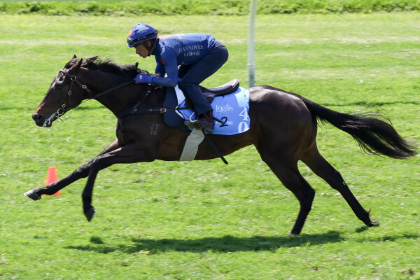 Lot 40: Zoustar / Mary's France (FR)