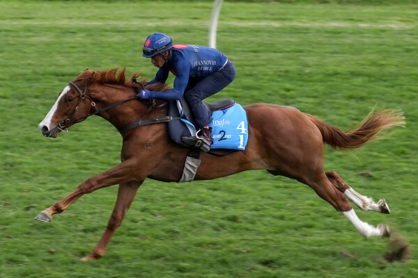 Lot 41: Admire Mars (JPN) / Mauricette