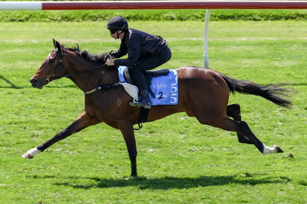 Lot 55: Starspangledbanner / My Sweet Fish