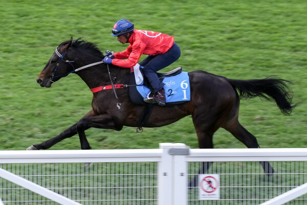 Lot 61: Zousain / Osaycan