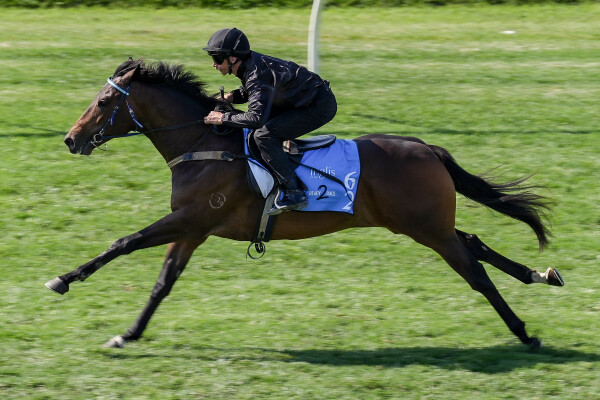 Lot 62: Harry Angel (IRE) / Papillon