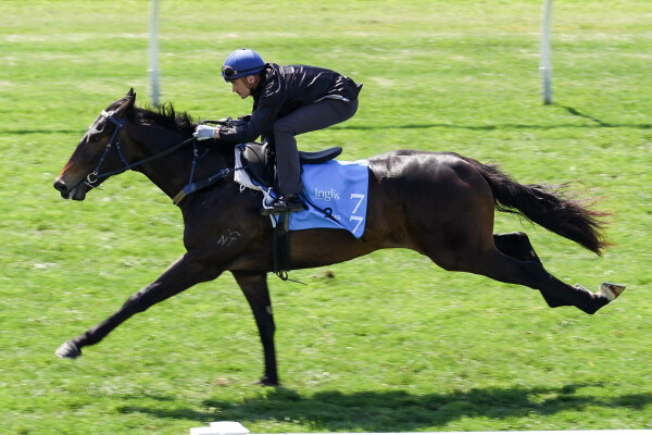 Lot 77: Portland Sky / Promada (NZ)