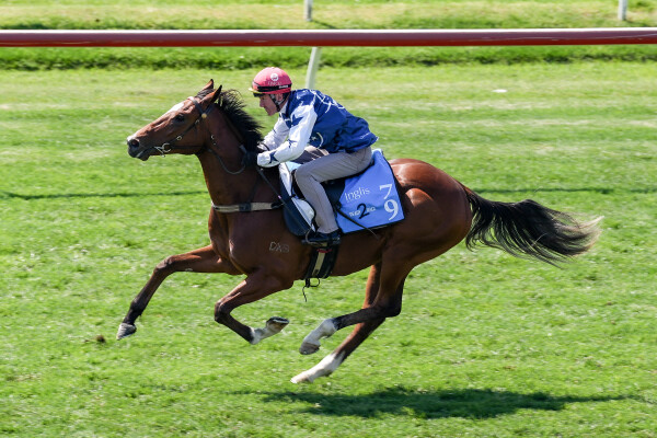 Lot 79: Dundeel (NZ) / Quick Feet