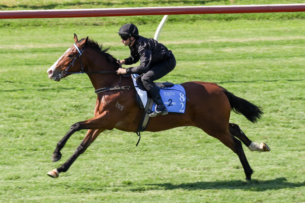 Lot 82: Bivouac / Raneen (NZ)