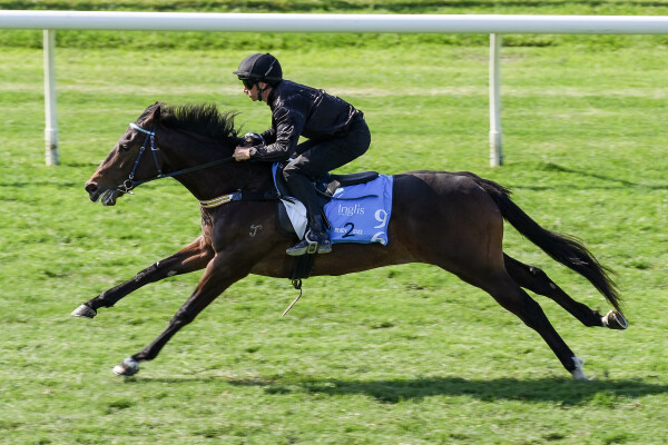Lot 96: Brave Smash (JPN) / Rubikai