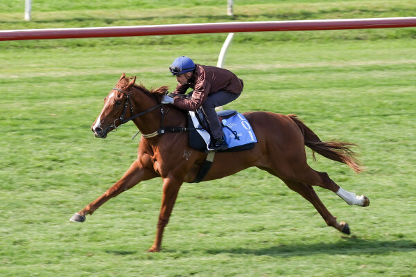 Lot 101: Jacquinot / Russian Queen