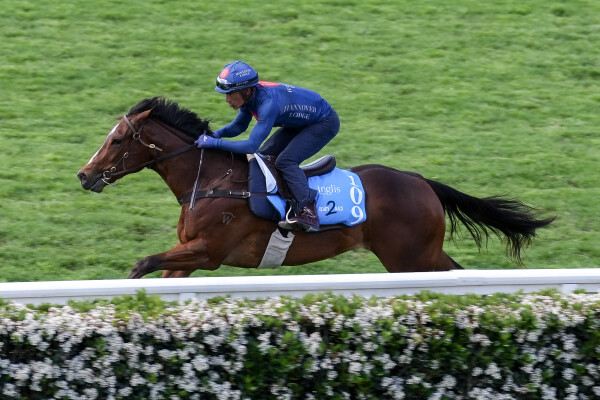 Lot 109: Toronado (IRE) / Segenhoe Valley
