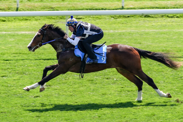 Lot 119: Starspangledbanner / Six Senses