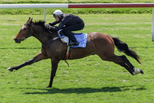 Lot 126: All Too Hard / Spanish Miracle