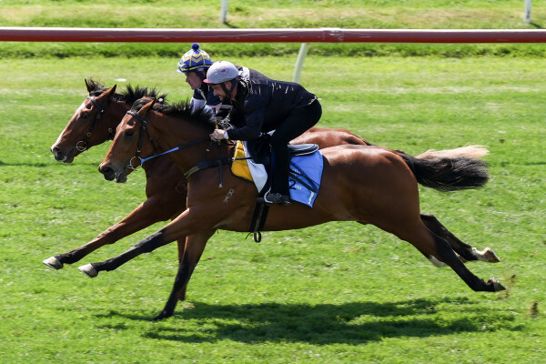 Lot 1: Cool Aza Beel (NZ) / Jacquetta