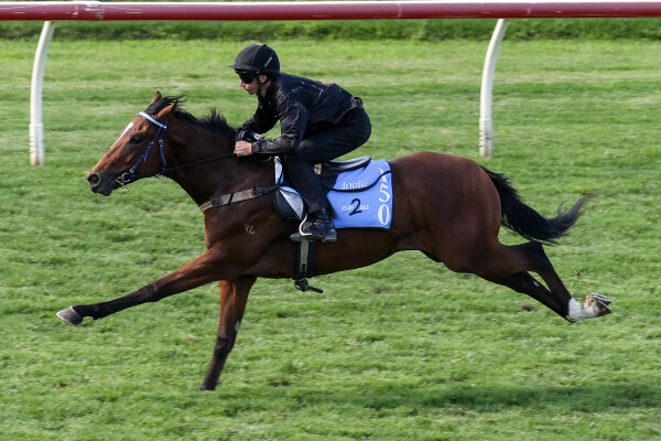 Lot 150: Cosmic Force / Toffee (NZ)