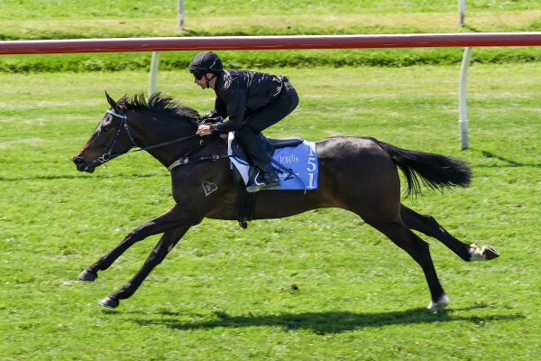 Lot 151: Zoustar / Toryjoy