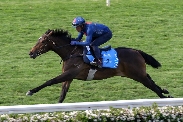 Lot 155: Artorius / Truffle