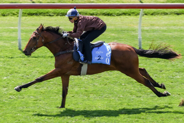 Lot 160: All Too Hard / Valoura