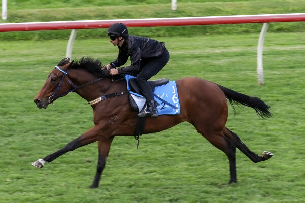 Lot 164: Jacquinot / Wanalirri