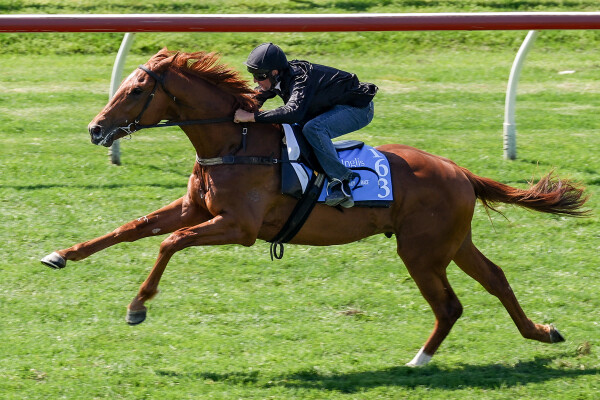 Lot 163: Gun Runner (USA) / Violenza (USA)