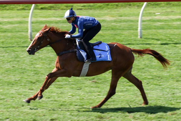 Lot 171: Ghaiyyath (IRE) / Writing
