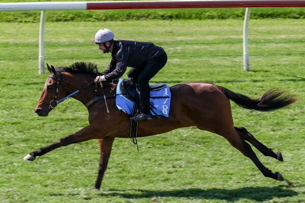 Lot 178: Cosmic Force / A Fortunate Lass
