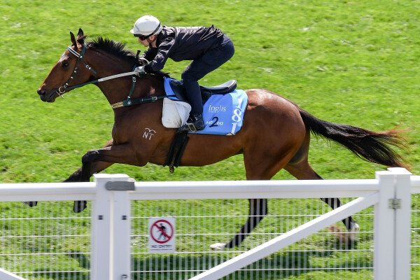 Lot 181: All Too Hard / Adelie
