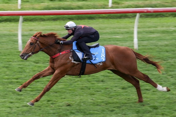 Lot 182: Ole Kirk / Ain'tnofallenstar
