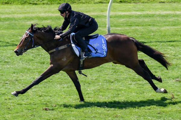 Lot 183: Admire Mars (JPN) / Aliyana Tilde