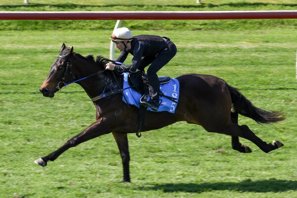 Lot 185: Starspangledbanner / Allinthistogether