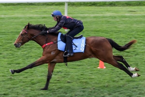 Lot 189: Bivouac / Any Day Will Do