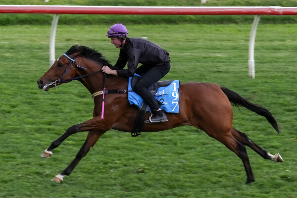 Lot 197: Star Turn / Awasita