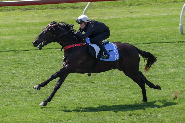 Lot 198: Artorius / Azarose (NZ)
