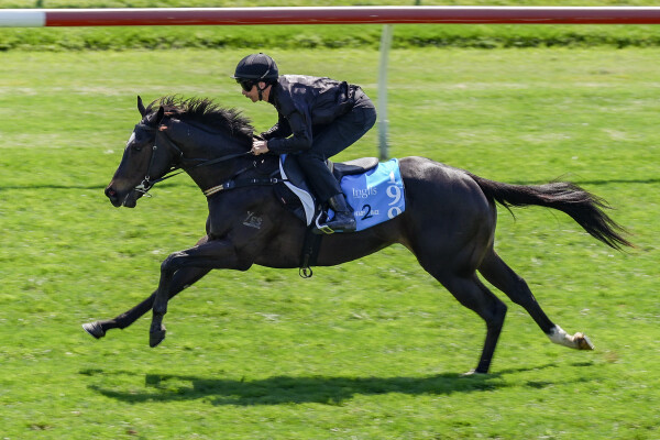 Lot 199: Hellbent / Backpedal