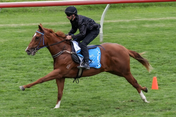 Lot 203: Nicconi / Be Amazing (NZ)
