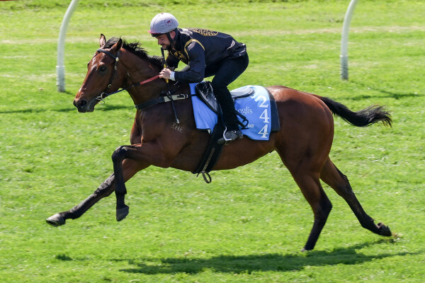 Lot 244: Tiger of Malay / Cosmic Deluxe