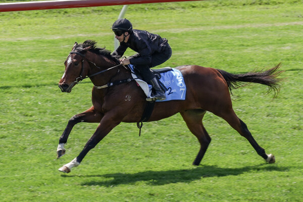 Lot 257: Toronado (IRE) / Diablotine (IRE)