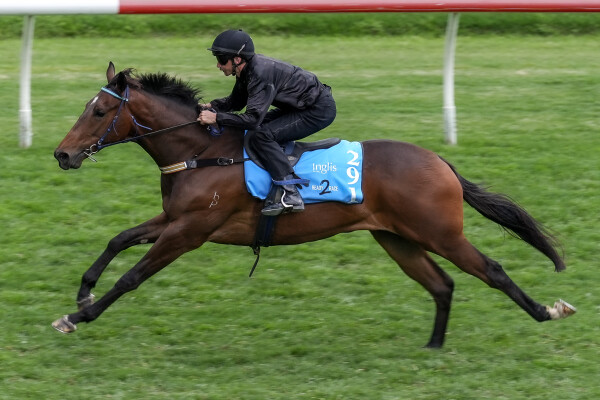 Lot 291: Brutal (NZ) / Gingie