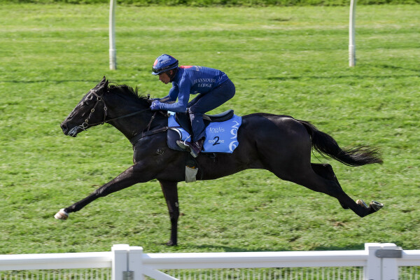 Lot 296: Wooded (IRE) / Gullible