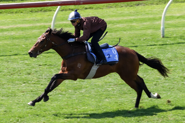 Lot 304: Tassort / Heat of the Fire