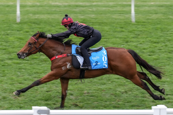 Lot 305: Exceed and Excel / Heaven's Deal