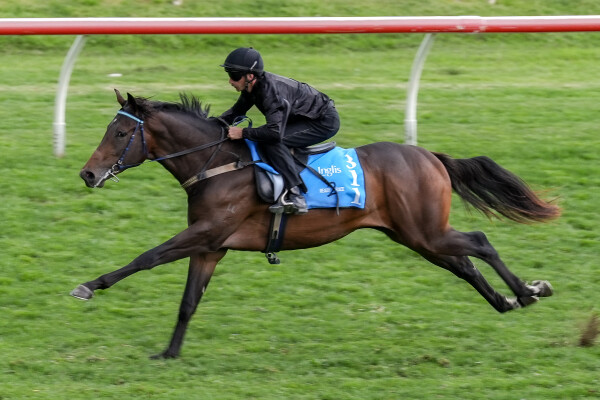 Lot 311: Artorius / Humble