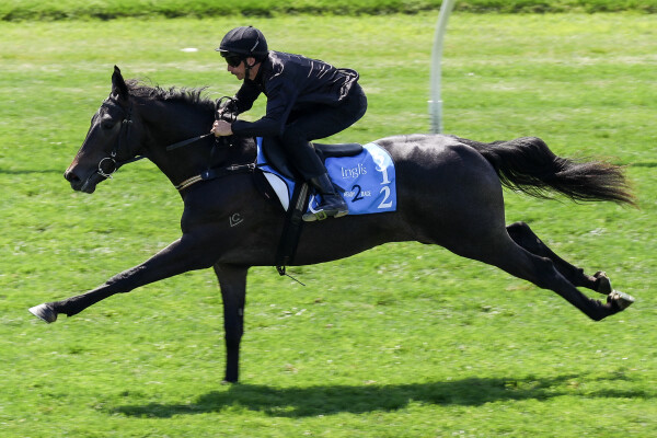 Lot 312: Exceed and Excel / I Spy